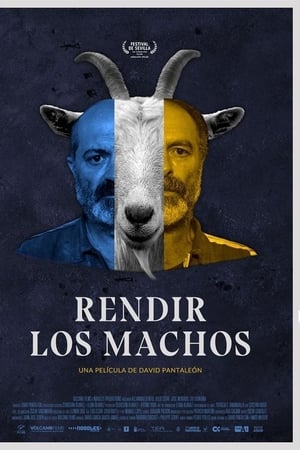 Rendir los machos